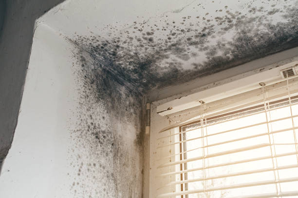 Affordable Mold Cleanup solutions in Monroe Township, NJ